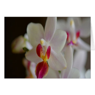 Phalaenopsis Orchid