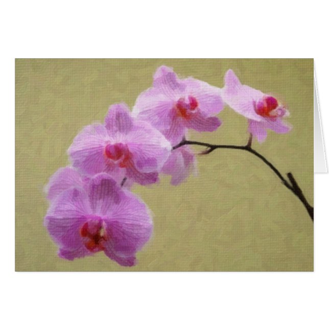 Phalaenopsis Orchid (Vorderseite (Horizontal))
