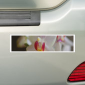 Phalaenopsis Orchid Autoaufkleber (Auf Auto)