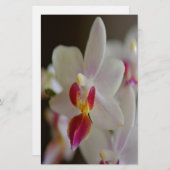 Phalaenopsis Orchid Briefpapier (Vorne/Hinten)