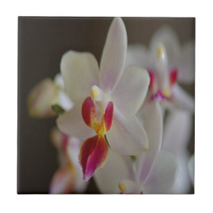Phalaenopsis Orchid Fliese
