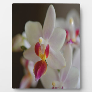 Phalaenopsis Orchid Fotoplatte