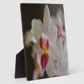 Phalaenopsis Orchid Fotoplatte (Seite)