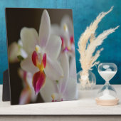 Phalaenopsis Orchid Fotoplatte (Seite)