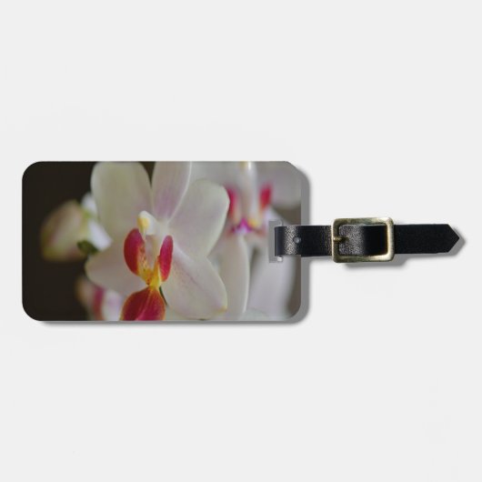 Phalaenopsis Orchid Gepäckanhänger (Vorderseite horizontal)