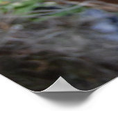 Phalaenopsis Orchid im natürlichen Lebensraum Poster (Ecke)