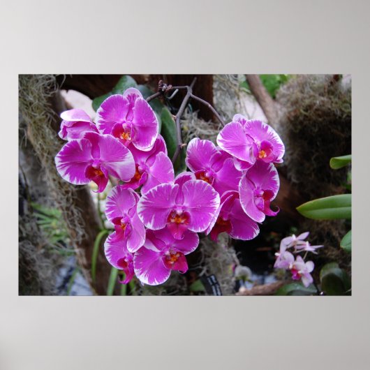 Phalaenopsis Orchid im natürlichen Lebensraum Poster (Vorne)
