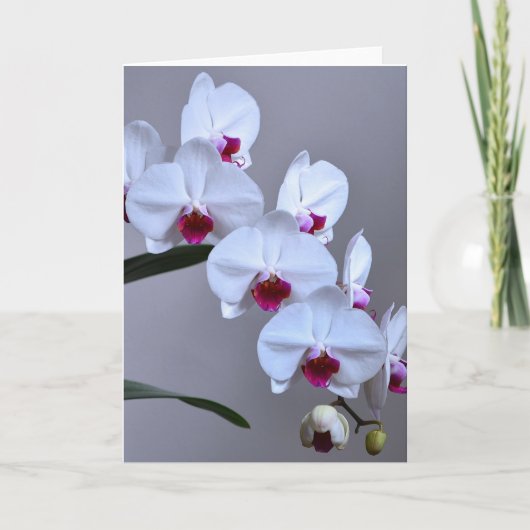 Phalaenopsis Orchid Karte (Vorderseite)