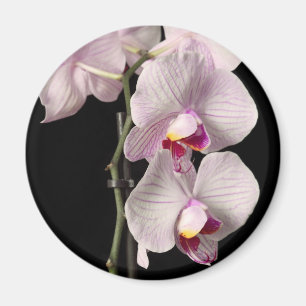 Phalaenopsis orchid magnet