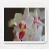 Phalaenopsis Orchid Mousepad (Vorne)