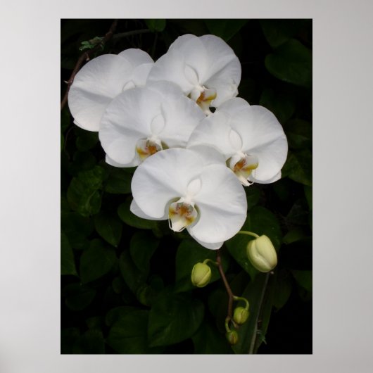 Phalaenopsis Orchid Poster (Vorne)