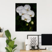 Phalaenopsis Orchid Poster (Heimbüro)