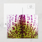 Phalaenopsis Orchid Postkarte (Vorne/Hinten)