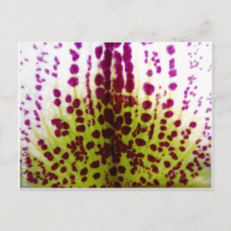 Phalaenopsis Orchid Postkarte