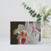 Phalaenopsis Orchid Postkarte (Stehend Vorderseite)