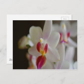 Phalaenopsis Orchid Postkarte (Vorne/Hinten)