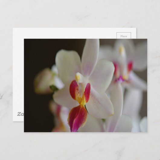 Phalaenopsis Orchid Postkarte (Vorne/Hinten)
