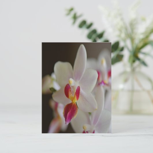 Phalaenopsis Orchid Postkarte (Stehend Vorderseite)