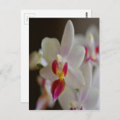 Phalaenopsis Orchid Postkarte (Vorne/Hinten)