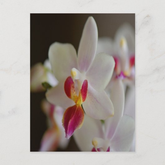 Phalaenopsis Orchid Postkarte (Vorderseite)