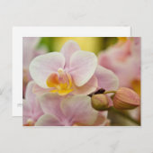Phalaenopsis Orchid Postkarte (Vorne/Hinten)