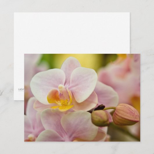 Phalaenopsis Orchid Postkarte (Vorne/Hinten)