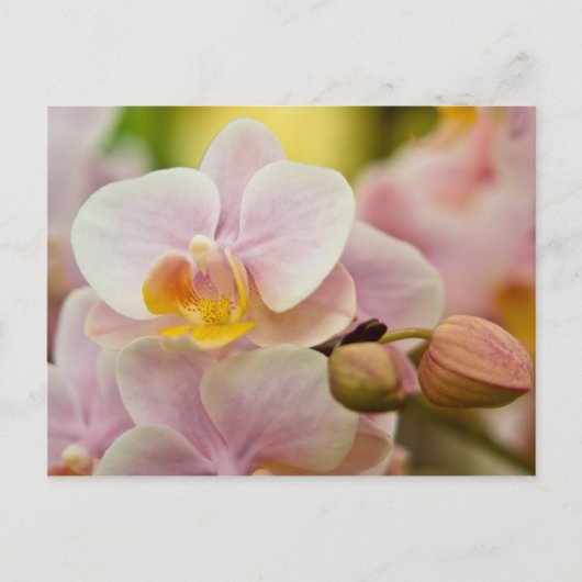 Phalaenopsis Orchid Postkarte (Vorderseite)
