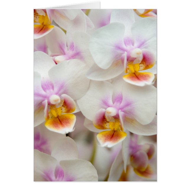 Phalaenopsis-Orchidee (Vorne)