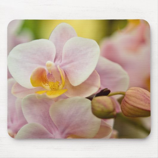 Phalaenopsis-Orchidee Mousepad (Vorne)