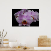 Phalaenopsis Orchids Poster (Küche)