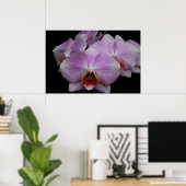 Phalaenopsis Orchids Poster (Heimbüro)