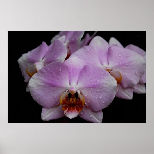Phalaenopsis Orchids Poster (Vorne)