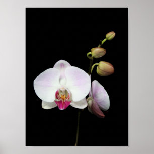 "Phalaenopsis" Plakat
