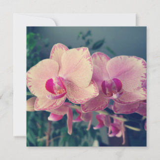 Phalaenopsis polka dot pink Blume floral Einladung