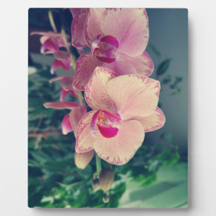 Phalaenopsis polka dot pink Blume floral Fotoplatte