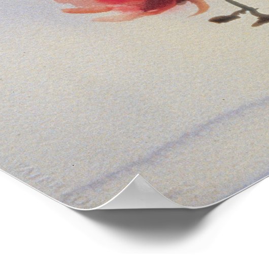 Phalaenopsis Poster (Ecke)