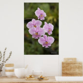 Phalaenopsis Poster (Küche)