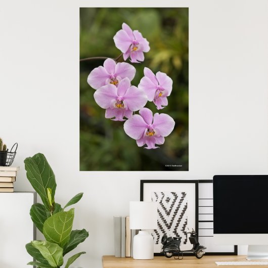 Phalaenopsis Poster (Heimbüro)