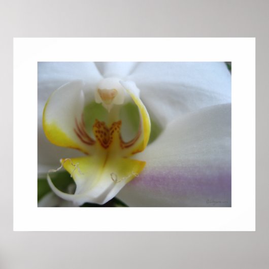 Phalaenopsis Poster Art Print (Vorne)
