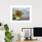 Phalaenopsis Poster Art Print (Heimbüro)