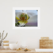 Phalaenopsis Poster Art Print (Küche)