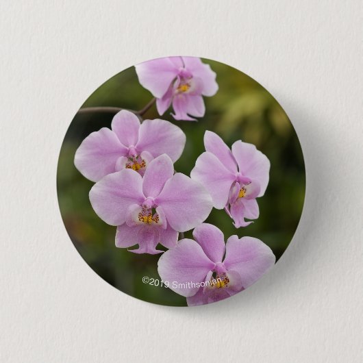 Phalaenopsis Schilleriana Button (Vorderseite)