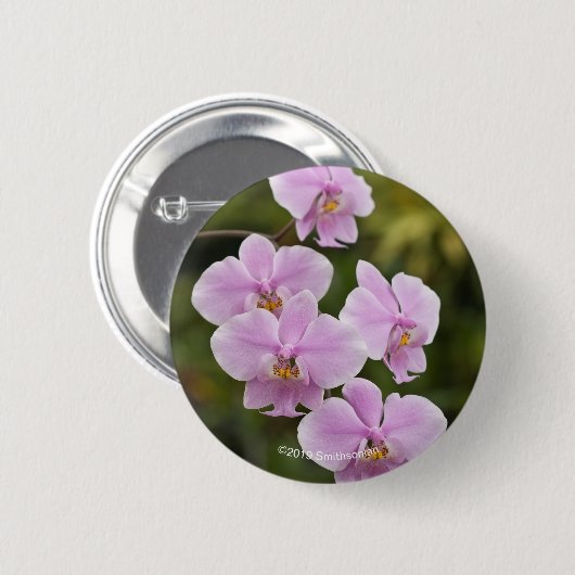 Phalaenopsis Schilleriana Button (Vorne & Hinten)