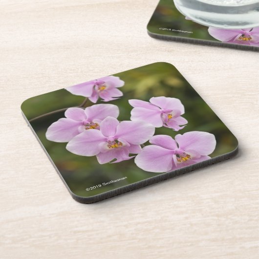 Phalaenopsis Schilleriana Getränkeuntersetzer (Linke Seite)