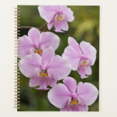 Phalaenopsis Schilleriana Planer (Vorderseite)
