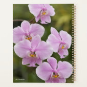 Phalaenopsis Schilleriana Planer (Rückseite)