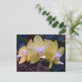 Phalaenopsis-Schmetterling-Orchidee Postkarte (Stehend Vorderseite)