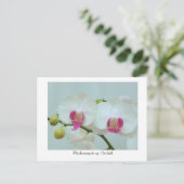 Phalaenopsis sp. Orchid Postkarte (Stehend Vorderseite)
