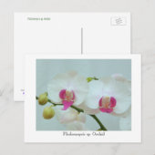 Phalaenopsis sp. Orchid Postkarte (Vorne/Hinten)