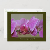 Phalaenopsis Sp. Orchidee Postkarte (Vorne/Hinten)